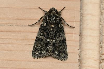<i>Acronicta rumicis</i>