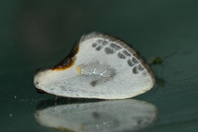 <i>Cilix hispanica</i>