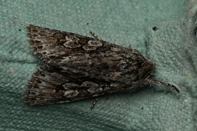 <i>Xylocampa areola</i>