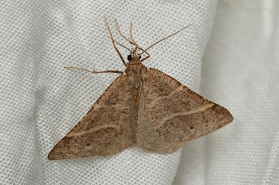 <i>Perigune narbonea</i>