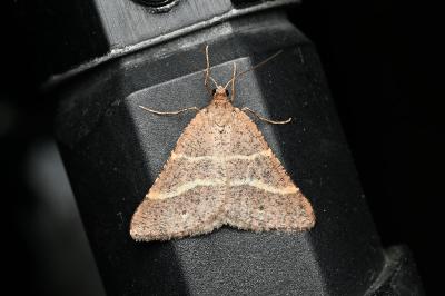 <i>Perigune narbonea</i>