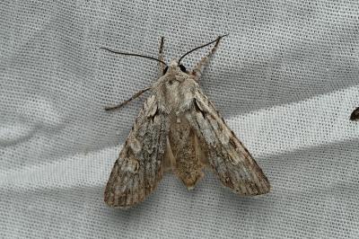 <i>Lithophane ornitopus</i>