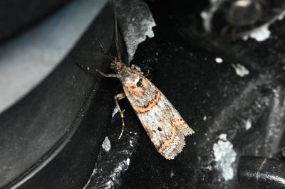 <i>Pempelia compositella</i>