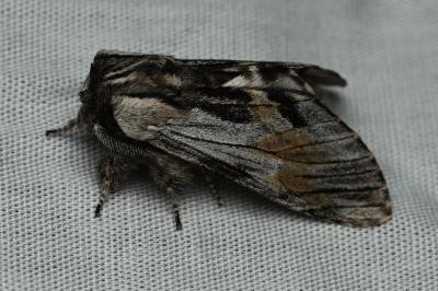 <i>Harpyia milhauseri</i>