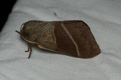 <i>Macrothylacia rubi</i>