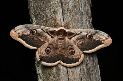 <i>Saturnia pyri</i>