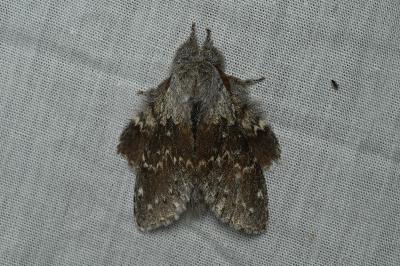 <i>Stauropus fagi</i>