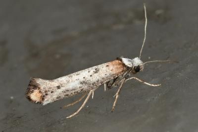 <i>Pseudoswammerdamia combinella</i>