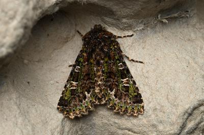 <i>Valeria jaspidea</i>