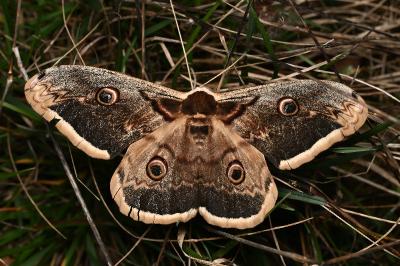 <i>Saturnia pyri</i>