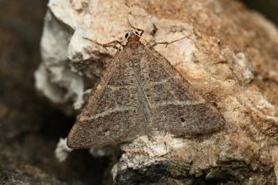 <i>Perigune narbonea</i>