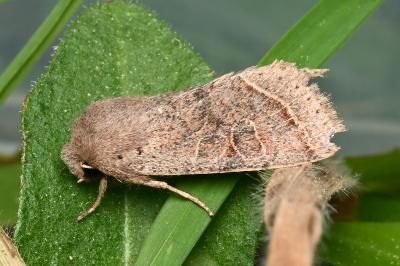 Orthosia cerasi