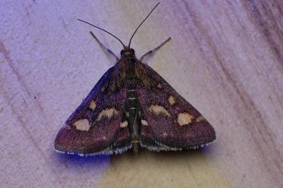 Pyrausta purpuralis