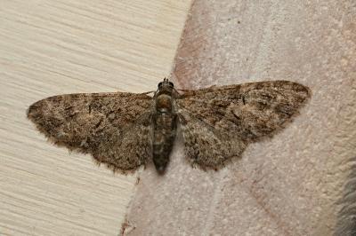 <i>Eupithecia abbreviata</i>