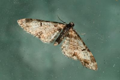 <i>Eupithecia irriguata</i>