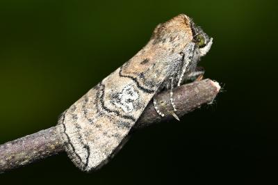 <i>Tethea ocularis</i>