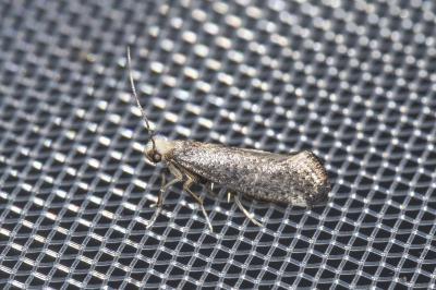 <i>Swammerdamia compunctella</i>