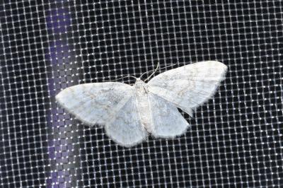 <i>Asthena albulata</i>