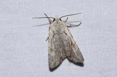 <i>Lithophane ornitopus</i>