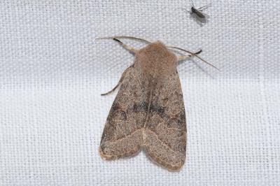 <i>Orthosia incerta</i>