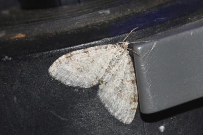 <i>Trichopteryx carpinata</i>