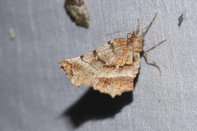 <i>Selenia dentaria</i>