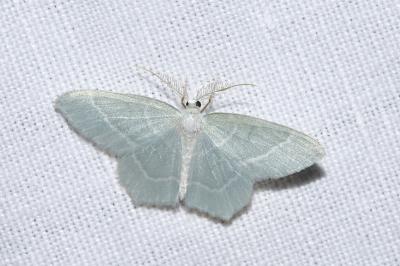 <i>Jodis lactearia</i>