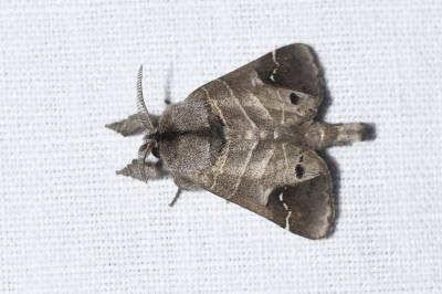 <i>Clostera anachoreta</i>