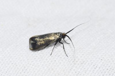 <i>Adela reaumurella</i>