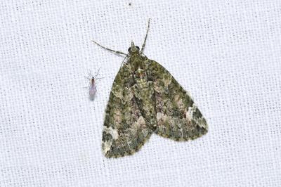 <i>Chloroclysta siterata</i>