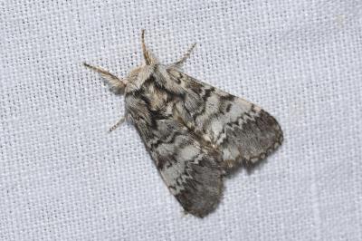 <i>Drymonia ruficornis</i>