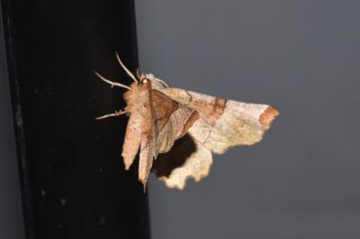 <i>Selenia lunularia</i>