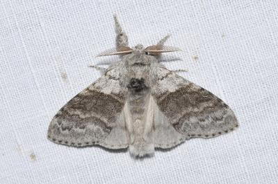 <i>Calliteara pudibunda</i>