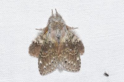 <i>Stauropus fagi</i>