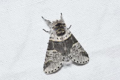 <i>Furcula bifida</i>