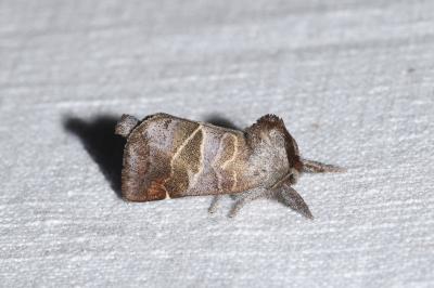 <i>Clostera pigra</i>