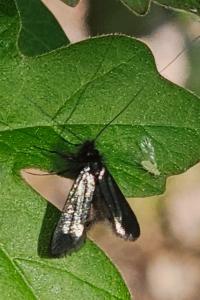 <i>Adela reaumurella</i>