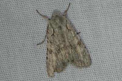 <i>Lithophane ornitopus</i>