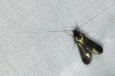 <i>Adela reaumurella</i>