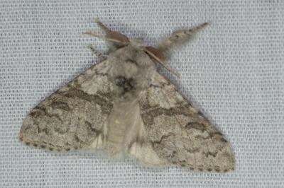 <i>Calliteara pudibunda</i>