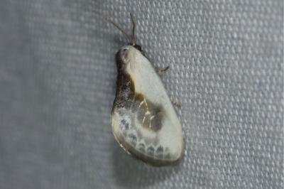 <i>Cilix glaucata</i>