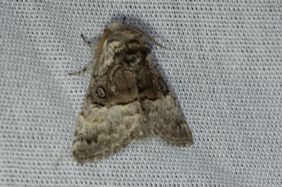 <i>Colocasia coryli</i>