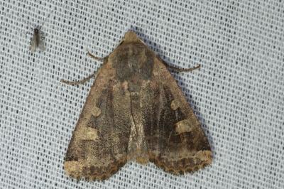 <i>Conistra erythrocephala</i>