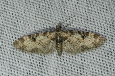 <i>Eupithecia irriguata</i>