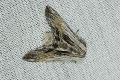 <i>Harpyia milhauseri</i>