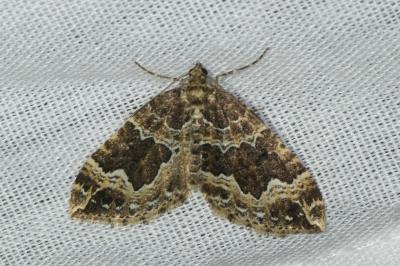 <i>Lampropteryx suffumata</i>