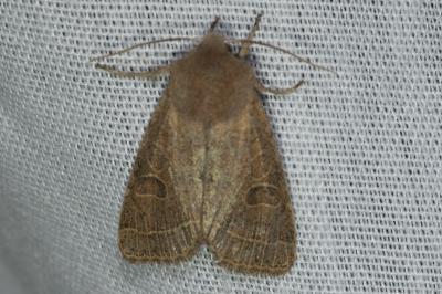 <i>Orthosia cerasi</i>