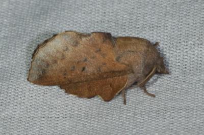 <i>Phyllodesma tremulifolia</i>