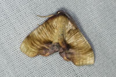 <i>Plagodis dolabraria</i>