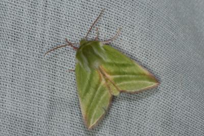 <i>Pseudoips prasinanus</i>